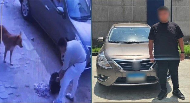القبض على شخص تسبب في نفوق كلاب ضالة بالجيزة