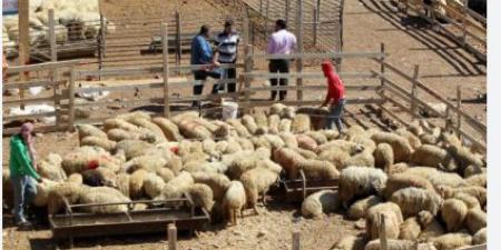 شكاوى من انتشار حظائر الأغنام داخل الأحياء السكنية في المفرق - بوابة فكرة وي