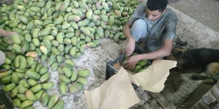 بشاير المانجا.. فاكهة الصيف تبدأ غزو الأسواق من الأقصر.. صور - بوابة فكرة وي