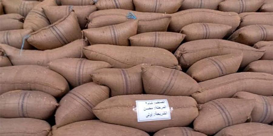 إكثار بذار حمص يستلم 860 طناً من القمح المتعاقد عليه من المزارعين - بوابة فكرة وي