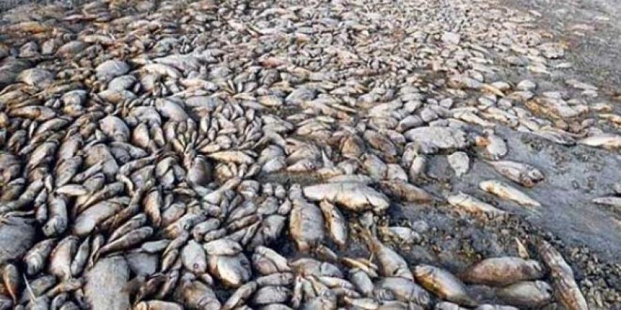 بسبب الأسماك النافقة: الاتحاد التونسي للفلاحة والصيد البحري يوجه هذه الرسالة للمواطنين.. - بوابة فكرة وي