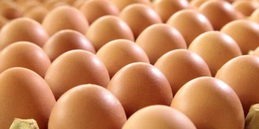 سعر كرتونة البيض اليوم الجمعة 4-7-2025.. الأبيض بكام النهارده؟ - بوابة فكرة وي
