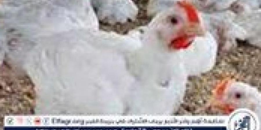 بورصة الدواجن.. أسعار الفراخ البيضاء اليوم الأحد 6-7-2025 في قنا - بوابة فكرة وي