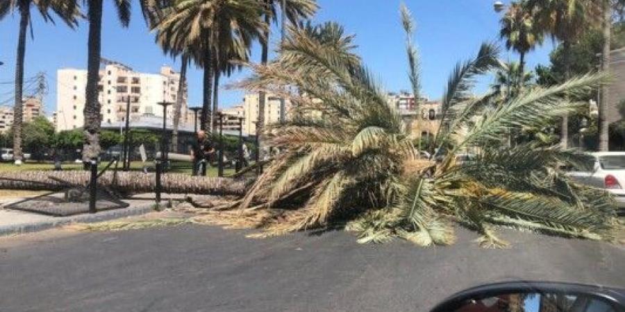 النشرة: سقوط شجرة معمرة قرب جامع الشهداء وسط صيدا - بوابة فكرة وي