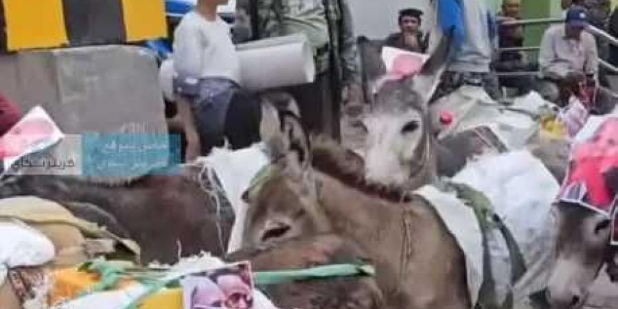 مواطنون في تعز ينظمون موكبًا رمزيًا من الحمير تحمل صور المحافظ احتجاجًا على تردي الأوضاع الخدمية - بوابة فكرة وي